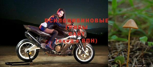 прущие грибы Нягань